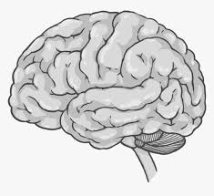 We did not find results for: Brain Cerebrum Spinal Cord Drawing Nervous System Drawing Brain Hd Png Download Transparent Png Image Pngitem