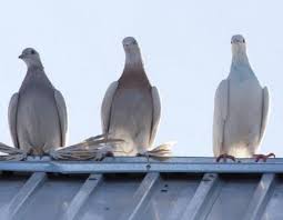 Comment Eloigner Definitivement Les Pigeons Du Toit