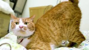 甘えん坊猫がマジで甘える時 先ずは鳴き声でお知らせ スリスリ お尻トントン 茶トラ猫マック cat video funny cat mac 茶トラ猫 甘えん坊 猫 トラ猫