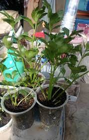 Mari kita belajar cara mudan penanam pokok herba ini. Patutlah Tanam Tak Menjadi Ini Sebenarnya Cara Betul Tanam Semai Daun Sup Di Rumah