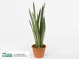 Only 1 available and it's in 3 people's carts. Sansevieria In Pots Seeds Buy In Eskisehir At A Bargain Price On Global Flowers