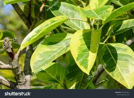 Ficus Altissima Blume Golden Edge Lofty Foto Stock 1067972981 Shutterstock