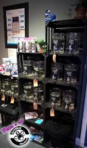 Betta fish (betta splendens) can be highly territorial and aggressive in small spaces but in larger tanks this can change. Betta Barracks At Octopus 8 Aquatics Betta Fish Betta Breeding Betta Fish Tank