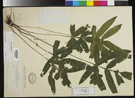 Image result for Pteris burtonii