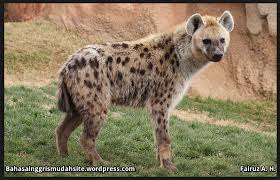 Hewan ini dapat menghitung jumlah penyusup di wilayahnya dan memperkirakan berapa rekan yang harus hadir untuk mengusirnya. Teks Deskriptif Hyena Full Deskripsi Hyena Makanan Hyena Kehidupan Hyena Hyena Gambar Hyena Cara Berkembangbiak Hyena Ciri Ciri Hyena Habitat Hyena Populasi Hyena Bahasa Inggris Mudah