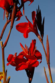 Check spelling or type a new query. Canna Lilies Flowers Bloom Red Sky Garden Bright Australia Nature Plant Pxfuel