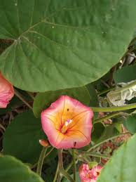 Image result for Stictocardia