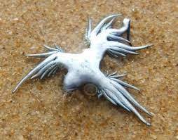 Check spelling or type a new query. Conheca O Incrivel Dragao Azul Como Somos Biologia