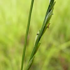 Image result for Acroceras