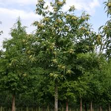 Image result for Necepsia castaneifolia