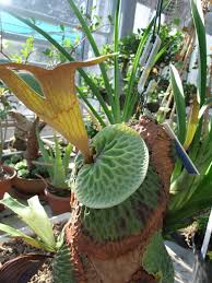 Image result for Platycerium