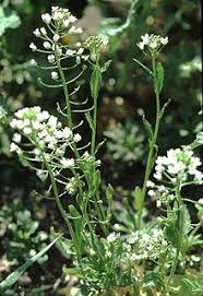 Thlaspi Arvense Wikipedia The Free Encyclopedia Plants Wild Plants Wild Foraging