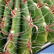 Назад · life cycle of a golden barrel cactus. Ferocactus Wislizenii