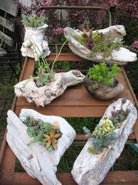 Large Various Driftwood Succulents On The Coast Of Washington With Proven Succulents And Sedum Plants Use As A Drift Sukkulenten Sukkulenten Topfe Pflanzen