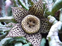 Check spelling or type a new query. Beautiful Exotic Tropical Flower Exotic Flowers Nature Tropical Star Hd Wallpaper Peakpx