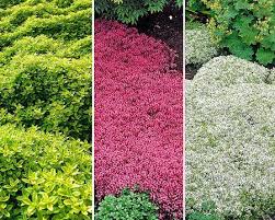 Mein Schoner Garten Bodendecker Thymian Set 9 Pflanzen Bodendecker Bodendecker Thymian Bodendecker Gegen Unkraut