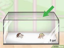 The lights on all night aren't ideal for the crabs, but it's really cool. 3 Ways To Create A Hermit Crab Habitat Wikihow