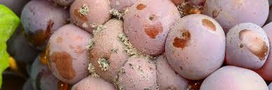 Image result for Metasphaeria diplodiella