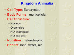 Monera, protista, fungi, plantae and animalia based on various features such as complexity of cellular and body structure, mode of nutrition, etc. Characteristics Of The Six Kingdoms Ppt Video Online Download