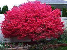 Burning Bush Euonymus Alatus Shrub 10 Hardwood Cuttings For Etsy In 2021 Burning Bush Plant Dwarf Burning Bush Bush Plant