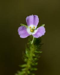 Image result for Mayacaceae