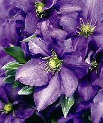This twining vine has leathery, shiny, dark green leaves. New Clematis Vines Move From Trellis To Pot Orange County Register