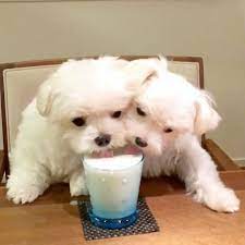 Find joan maltese's contact information, age, background check, white pages, criminal records, photos, relatives, social networks & resume. Pin By Mercedes Pablo Crespo On Maltese Maltese Puppy Maltese Dogs Maltese