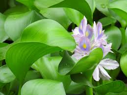 Does not thrive in hard water. Aquatic Plants Stock Photos And Images 123rf