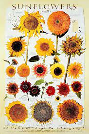 Purchase poppy seeds from a reputable source so they'll be likely to germinate and grow healthy. Sunflowers Enjoy The Flowers Give Birds A Treat