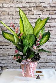 Image result for dieffenbachia flower