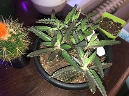Image result for Kalanchoe daigremontiana