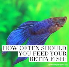 Betta Fish Feeding Instructions The Best Betta Fish Food Betta Fish Betta Fish Care Betta