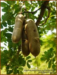 Image result for Kigelia africana