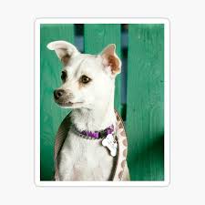 Thoughtful Dog Stickers for Sale