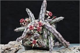 Image result for Huernia procumbens