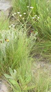 Image result for Alepidea amatymbica