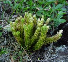 Image result for Aporrhiza