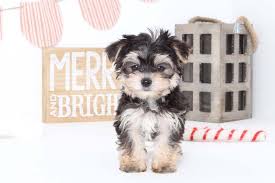 Check spelling or type a new query. Puppies For Sale In Florida And Nationwide Puppies Online Morkie Puppies Puppies For Sale Puppies