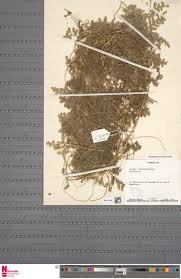 Image result for Trachyphrynium braunianum