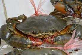 Mak sedare aku la yg pnggil aku tgk ketam 2. Info Spesies Kenali Ketam Nipah Umpan