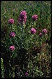 Hiking With Kids 12 Bay Area Wildflowers To Find California Flowers Wild Flowers Bay Area