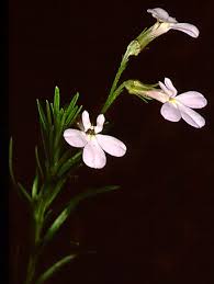 Image result for Lobelia pteropoda