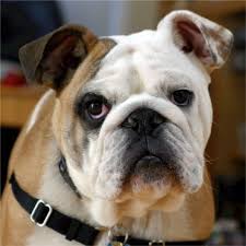 The miniature bulldog is not recognized by the american kennel club. The Miniature English Bulldog Here S Everything You Want To Know Animalso