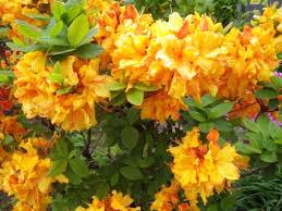 Image result for Rhododendron molle