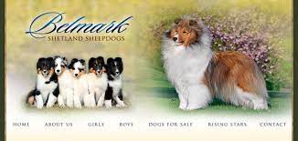 Belmark Shelties A Commitment To Excellence Dog Breeder Sheltie Puppy Sheltie Dogs
