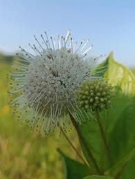 Image result for Cephalanthus