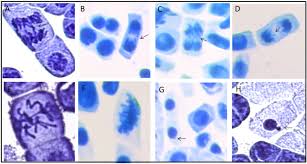 Image result for Vernonanthura polyanthes