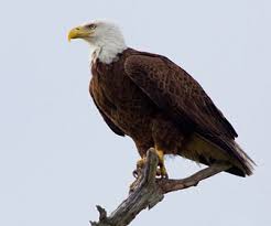 Scopri i fatti e le curiosità sull'aquila di mare dalla testa bianca, l'animale simbolo degli stati uniti queste aquile sono in via di estinzione a causa dell'inquinamento e della caccia (molto spesso infatti. Aquila Di Mare Testabianca Mille Animali