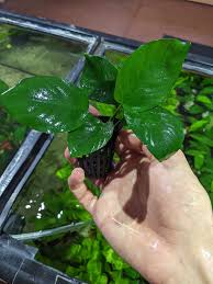 Image result for Astropanax barteri