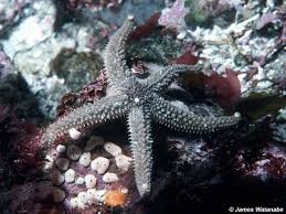 Image result for Xyris peteri